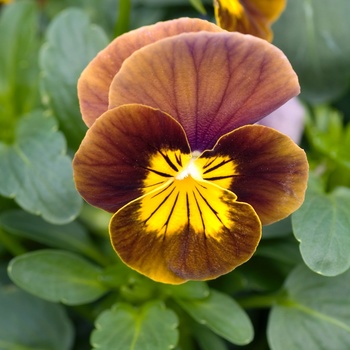 Viola cornuta 'Bronze Gold' 