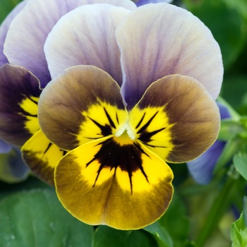 Viola cornuta 'Lavender Yellow Face' 