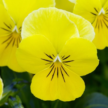 Viola cornuta 'Lemon Yellow' 