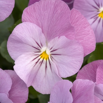 Viola cornuta 'Lilac Ice' 