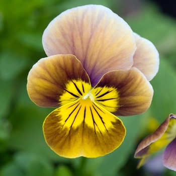 Viola cornuta 'Plum Gold' 