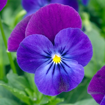 Viola cornuta 'Purple Bicolor' 