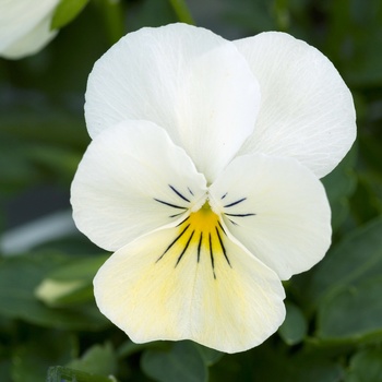 Viola cornuta 'White' 
