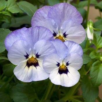 Viola x wittrockiana 'Frosty Rain' 