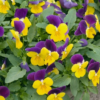 Viola 'Purple and Yellow' 