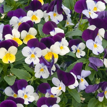 Viola 'Purple and White' 