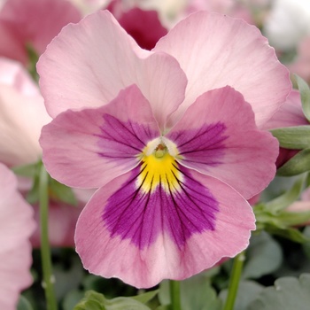 Viola x wittrockiana 'Pink' 