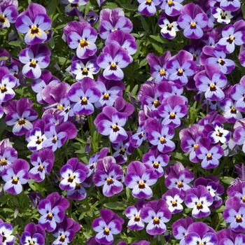 Viola 'Cutie Pie' 