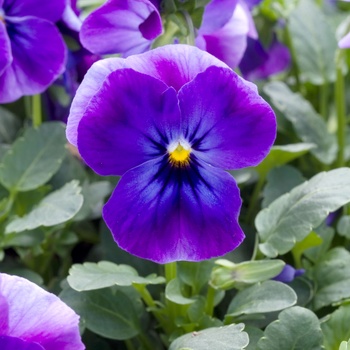 Viola cornuta 'Blue' 