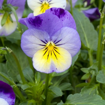 Viola cornuta 'Frosted Face' 