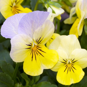 Viola cornuta 'Frosted Morn' 