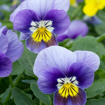 Viola cornuta 'Lavender Bright Eye' 