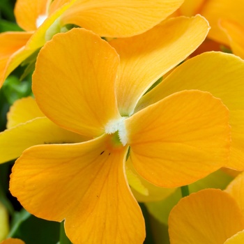 Viola cornuta 'Orange' 