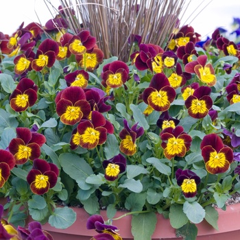 Viola cornuta 'Red Gold' 