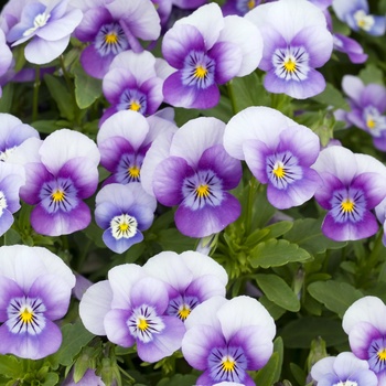 Viola cornuta 'Blue with Face' 
