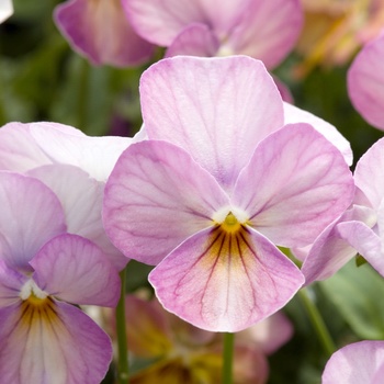 Viola cornuta 'Pink Antique' 