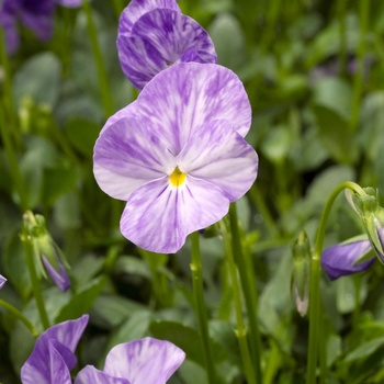 Viola 'Columbine' 