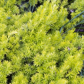 Taxus cuspidata 'Nana Aurescens' 