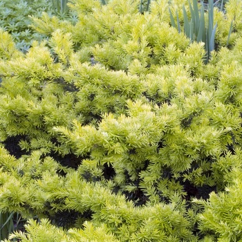 Taxus cuspidata 'Nana Aurescens'