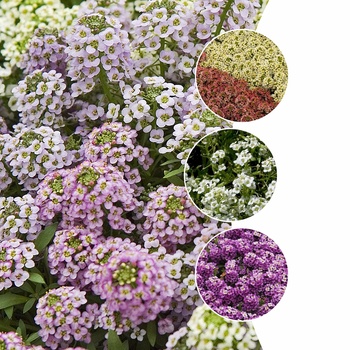 Lobularia 