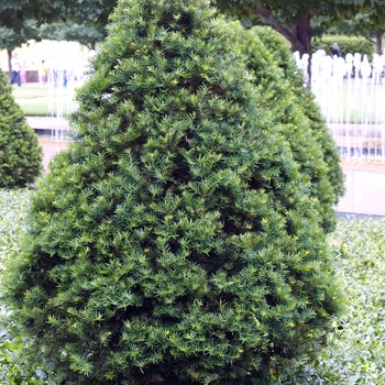 Taxus cuspidata 'Capitata' 