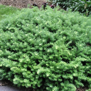 Taxus x media 'Densiformis'