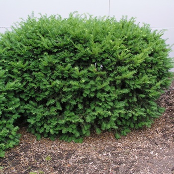 Taxus x media 'Densiformis' 