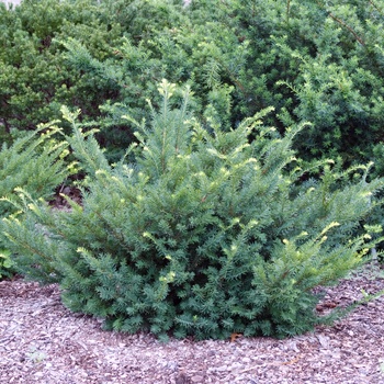 Taxus cuspidata 'Emerald Spreader' 'Monloo'