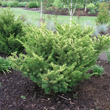 Taxus x media 'Tauntonii' 