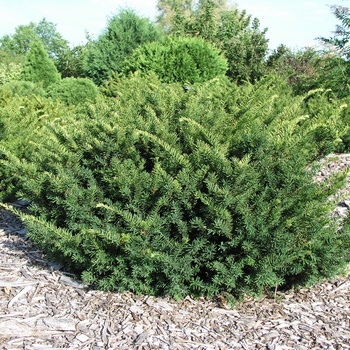 Taxus x media 'Tauntonii'