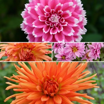 Dahlia 'Multiple Varieties'