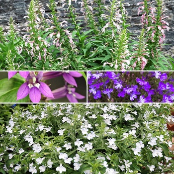 Lobelia 'Multiple Varieties' (015755)