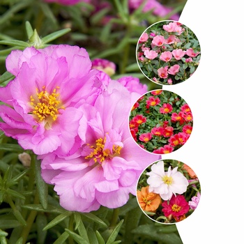 Portulaca 'Multiple Varieties' 