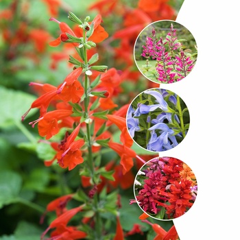 Salvia 'Multiple Varieties' 