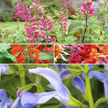 Salvia 'Multiple Varieties'