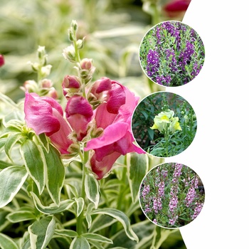 Antirrhinum majus