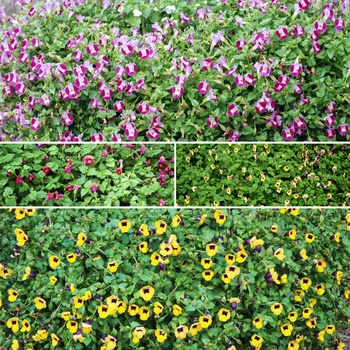 Torenia 'Multiple Varieties' (015788)