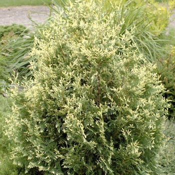 Thuja occidentalis 'Columbia'