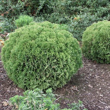 Thuja occidentalis 'Danica' 