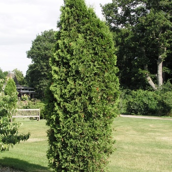 Thuja plicata 'Fastigiata'