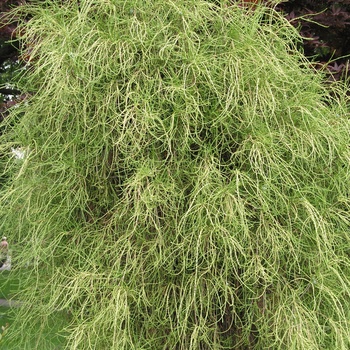 Thuja occidentalis 'Filiformis'