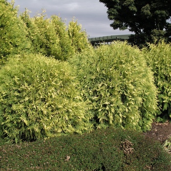 Thuja occidentalis 'Globosa Aurea' 