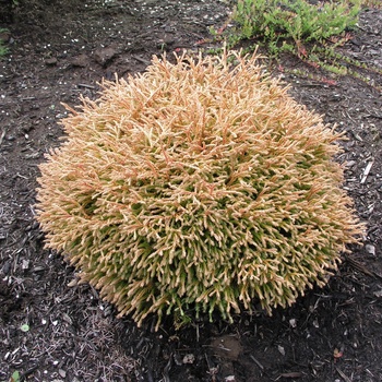 Thuja occidentalis 'Golden Tuffet' 