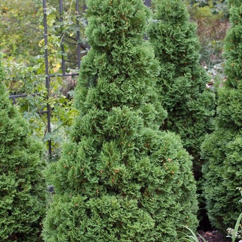 Thuja occidentalis 'Holmstrup'