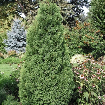 Thuja occidentalis 'Holmstrup' 