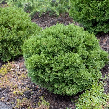 Thuja occidentalis 'Little Dorrit'