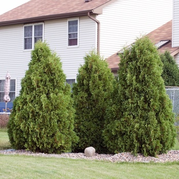 Thuja occidentalis 'Nigra'