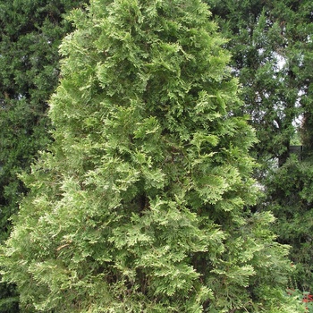 Thuja occidentalis 'Sherwood Forest' 