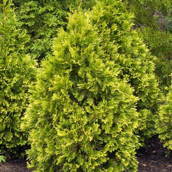 Thuja occidentalis 'Sunkist' 