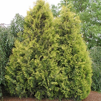 Thuja occidentalis 'Yellow Ribbon' 